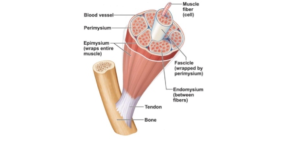 What Are The Skeletal Muscle Of Human Body Flashcards